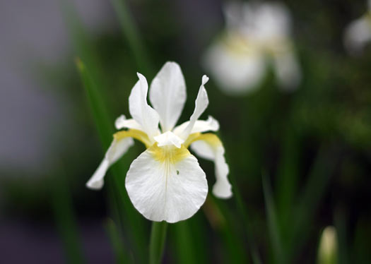 Spring Flowers