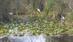 Everglades National Park