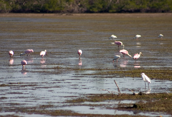 Ding Darling Wildlife Refuge