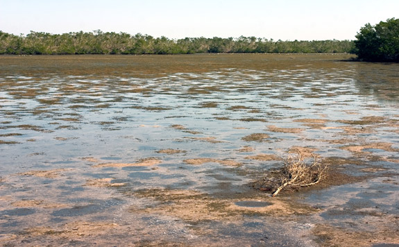 Ding Darling Wildlife Refuge