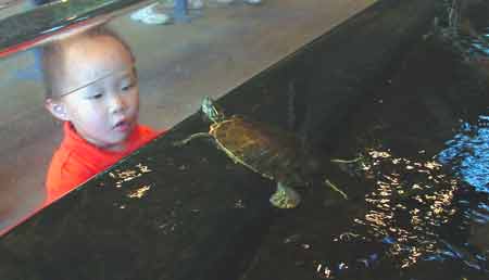 Duluth Great Lakes Aquarium Fresh Water Turtle