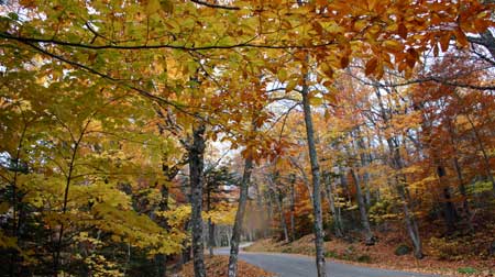 New Hampshire Mt Washington Foliage
