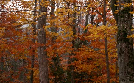 New Hampshire Mt Washington Foliage