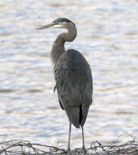 New Jersey Bull's Island Great Blue Heron