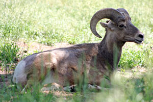 Bighorn Sheep