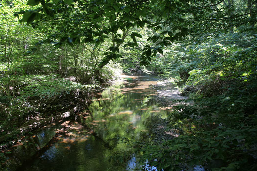 Prince William Forest Park Laurel Trail