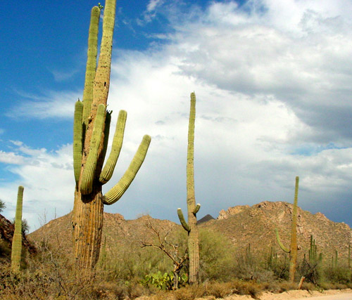 Saguaro National Park