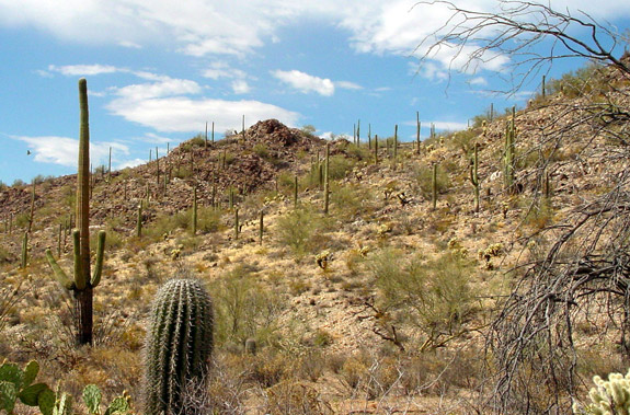 Saguaro National Park