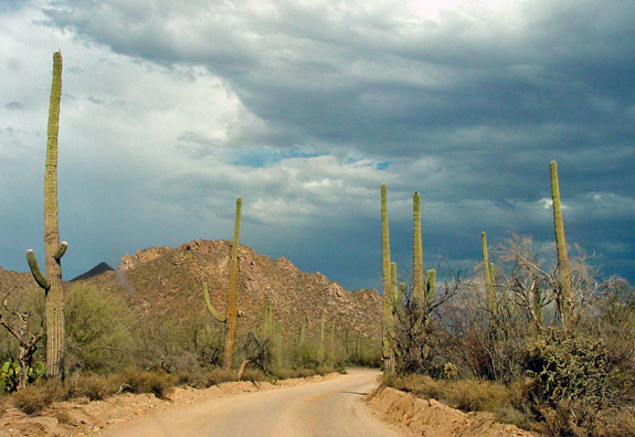 Saguaro National Park