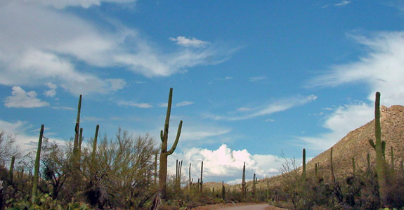 Saguaro National Park