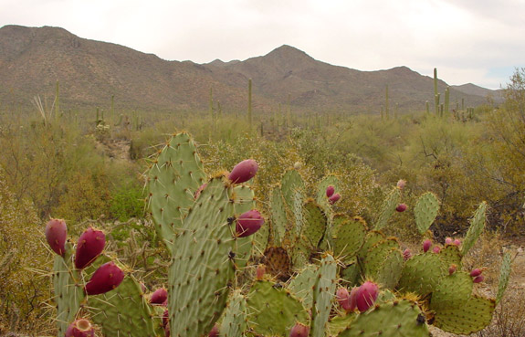 Saguaro National Park