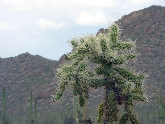 Saguaro National Park