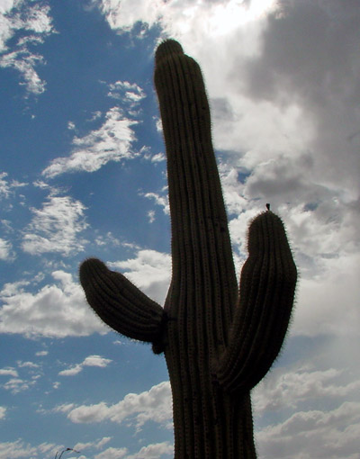 Saguaro National Park