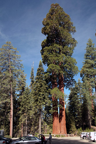 Sequoia and Kings Canyon National Park 
General Grant Tree