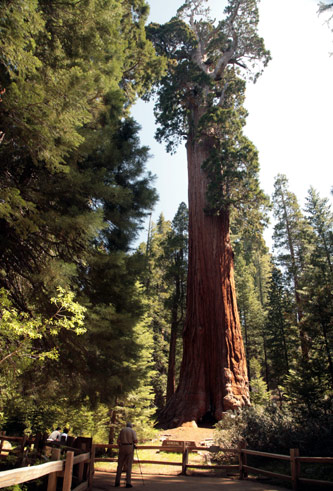 Sequoia and Kings Canyon National Park 
General Grant Tree