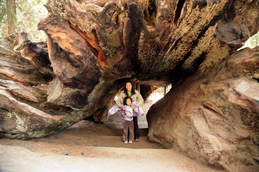 Sequoia and Kings Canyon National Park 
General Grant Tree