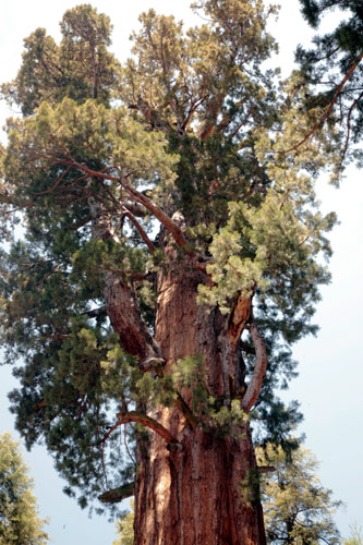 Sequoia and Kings Canyon National Park 
General Sherman Tree