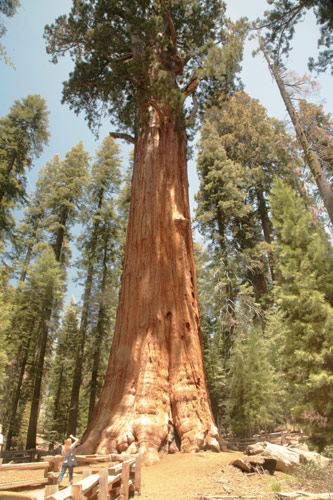 Sequoia and Kings Canyon National Park 
General Sherman Tree