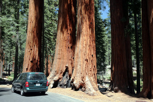 Sequoia and Kings Canyon National Park 
Giant Forest