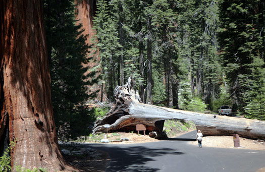 Sequoia and Kings Canyon National Park 
Giant Forest