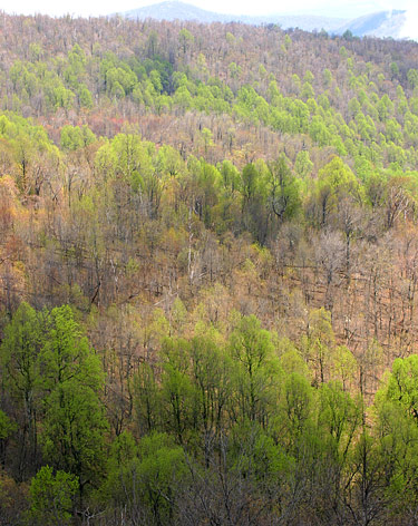 Shenandoah National Park Skyline Drive