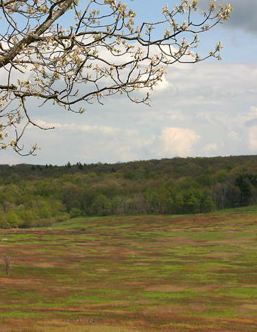 Shenandoah National Park Big Meadows