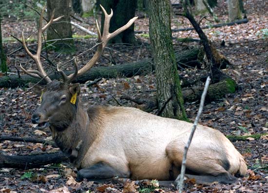 Great Smoky Mountains National Park Cataloochee Elk