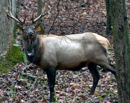 Great Smoky Mountains National Park Cataloochee Elk
