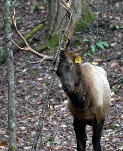 Great Smoky Mountains National Park Cataloochee Elk