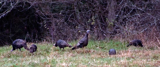 Great Smoky Mountains National Park Cataloochee Turkeys