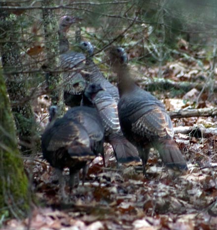 Great Smoky Mountains National Park Cataloochee Turkeys