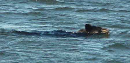 Voyageurs National Park Swimming Black Bear