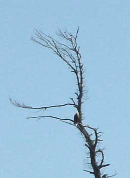 Voyageurs National Park Bald Eagle