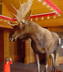 VoyageursNational Park Moose