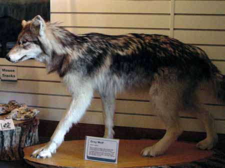 VoyageursNational Park Gray Wolf