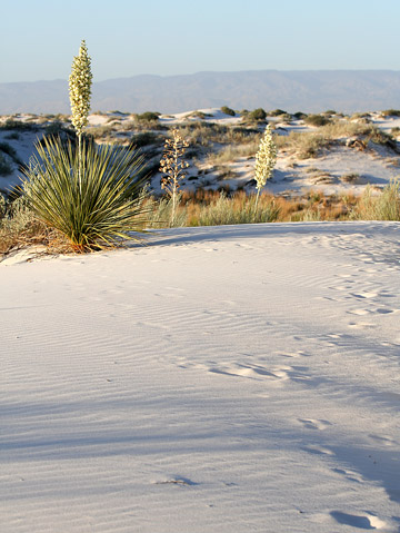 Interdune Boardwalk