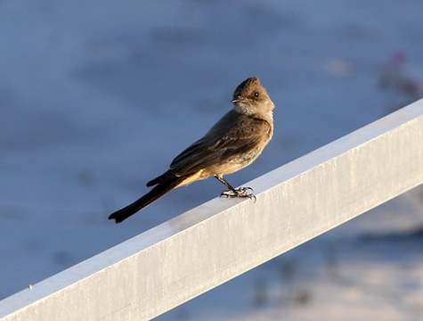 Interdune Boardwalk