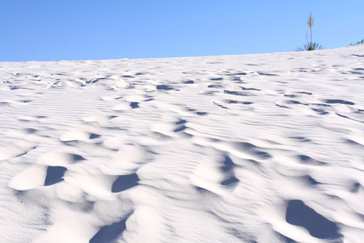 Dune Life Nature Trail