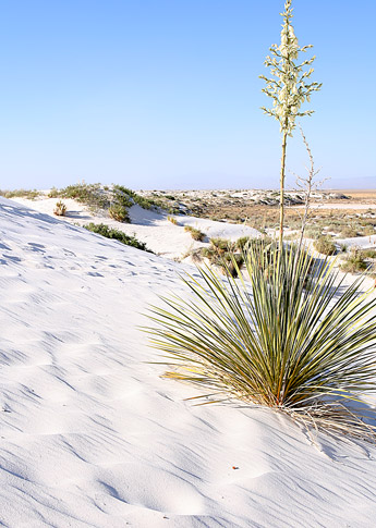 Dune Life Nature Trail