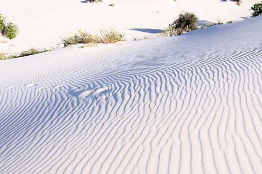 Dune Life Nature Trail