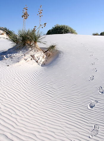 Dune Life Nature Trail