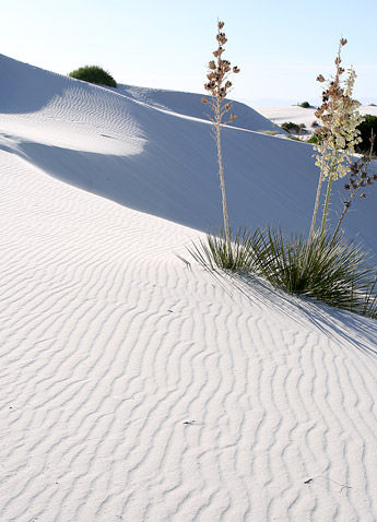 Dune Life Nature Trail