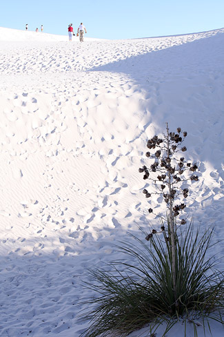 Dune Life Nature Trail