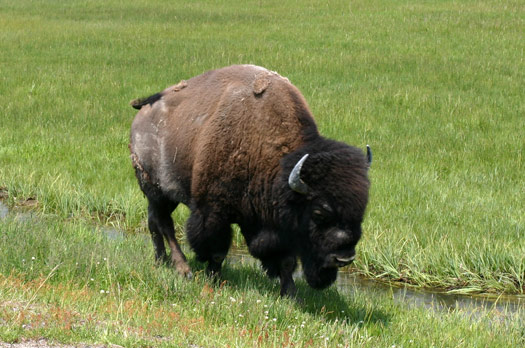 Bison