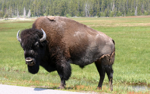 Bison