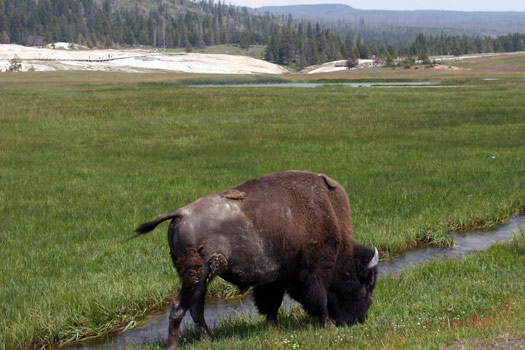 Bison