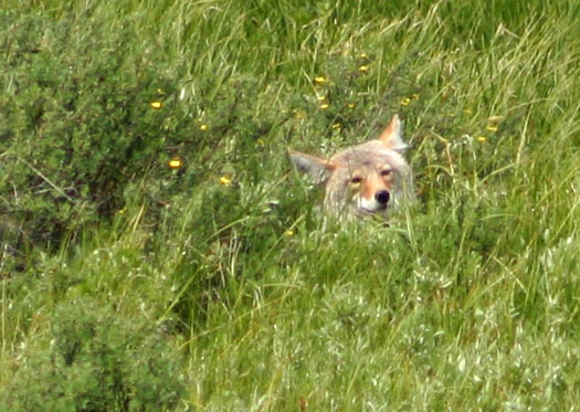 Coyote