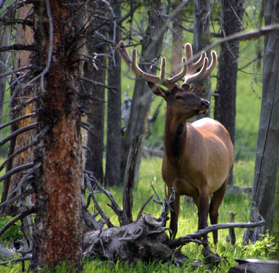 Elk