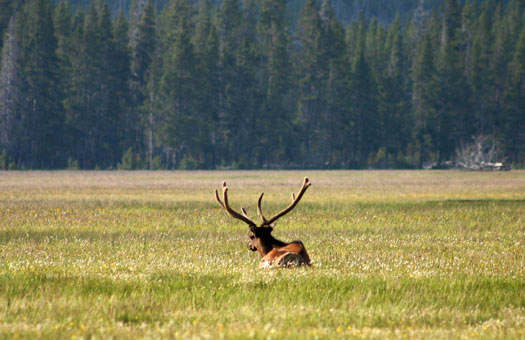 Elk