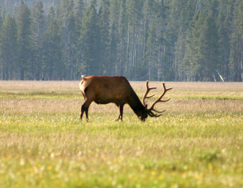 Elk